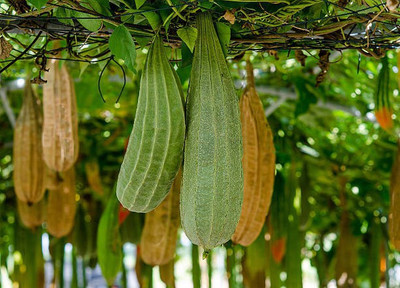 XOLDAA FI QUALITY RIDGE GOURD Seed(12 per packet)