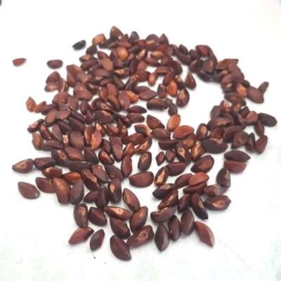 Plantzoin Indian gooseberry, Aonla, Amla, Nellikka, Phyllanthus emblica Seed(250 g)