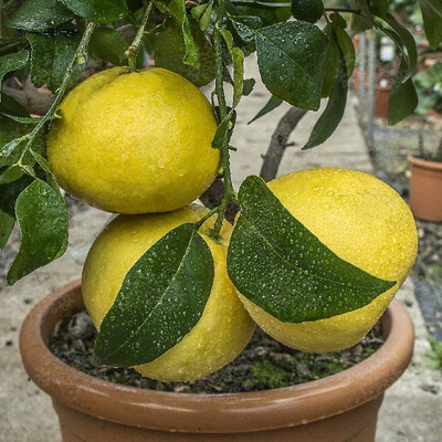 PB REBA PLANT Lemon Plant(Hybrid, Pack of 1)