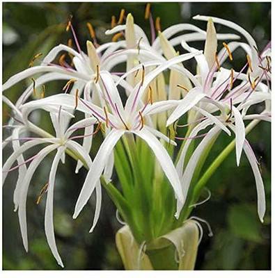 ADITYA GREEN PLANTS AGP Lily Plant(Pack of 1)
