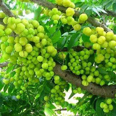 Sarika Amla Plant(Hybrid, Pack of 1)