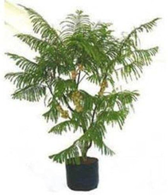 Uganio Amla Plant(Hybrid, Pack of 1)