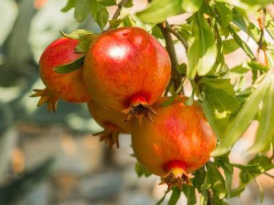 Chalisa pomegranate, Pomegranate Fruit Seeds Seed(85 per packet)