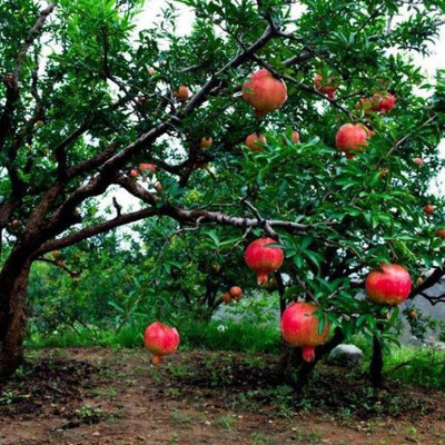 Chalisa pomegranate, Pomegranate Fruit Seeds Seed(40 per packet)