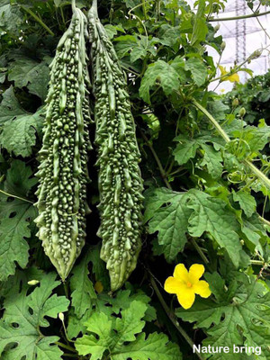 seedito Long Bitter Gourd Karela Vegetable Seed Seed(20 per packet)