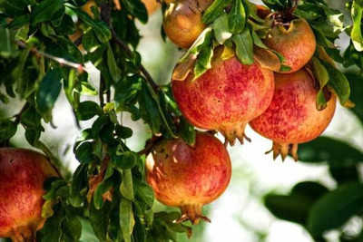 Chalisa pomegranate, Pomegranate Fruit Seeds Seed(100 per packet)