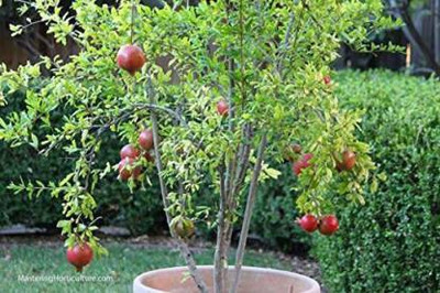 Chalisa pomegranate, Pomegranate Fruit Seeds Seed(80 per packet)