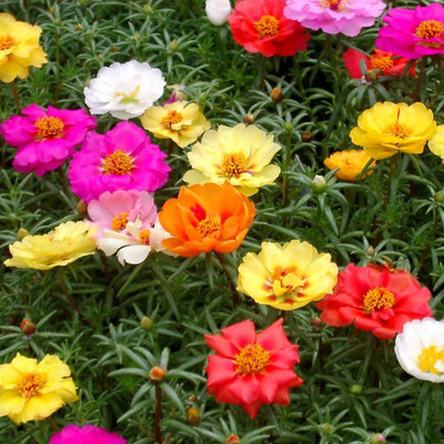 Aywal 12'o Clock Flower Seed(40 per packet)