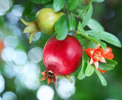 Chalisa pomegranate, Pomegranate Fruit Seeds Seed(100 per packet)