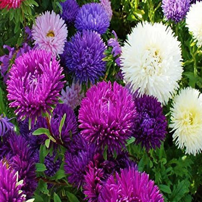 Mozette Aster Flower Seed(32 per packet)
