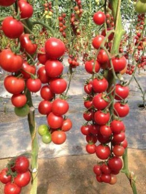 THAMMAR First Triple Disease Resistant Tomato F1 Hybrid Arka Rakshak” Tomato(200 Seeds) Seed (200 per packet) Seed(200 per packet)