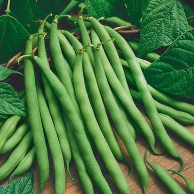 XOVO Organic French Beans Seed(45 per packet)