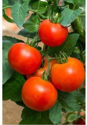 THAMMAR First Triple Disease Resistant Tomato F1 Hybrid Arka Rakshak” Tomato(300 Seeds) Seed (300 per packet) Seed(300 per packet)