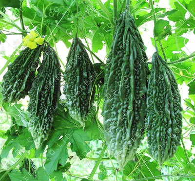 XOLDA Organic Bittergourd (Karela) Seed(17 per packet)