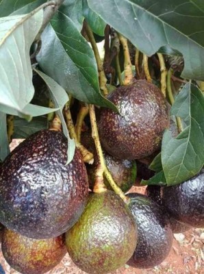 My Dream Nursery Avocado Plant(Hybrid, Pack of 1)