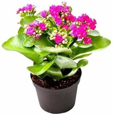 GreenyOn Kalanchoe Plant(Hybrid, Pack of 1)