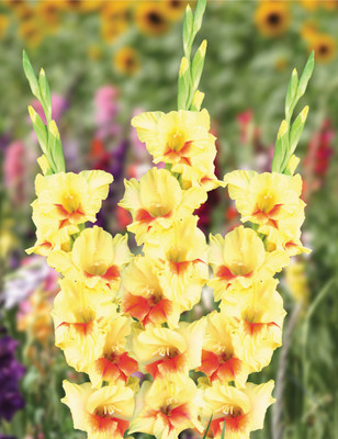 Udanta Gladiolus Double Petal Bio Colour Imported Flower pack of 10 bulbs Seed(2 per packet)