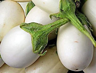 XOVO Organic Brinjal White F1 Seed(50 per packet)