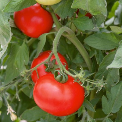 XOVO Organic Tomato F1 Seed(50 per packet)