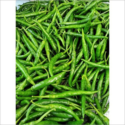 XOVO Organic Green Chilli F1 Seed(20 per packet)