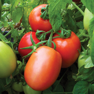 XOVO Organic Tomato F1 Seed(45 per packet)