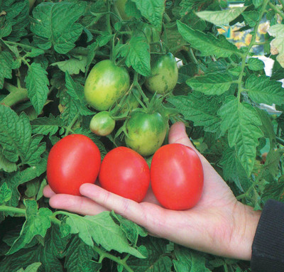 XOVO Organic Tomato F1 Seed(30 per packet)