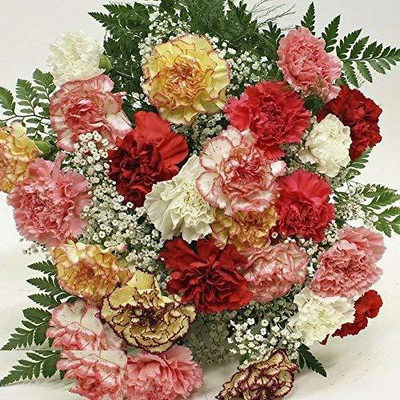 ACCELCROP Dianthus Grenadin Cardinal Flower Seed(45 per packet)