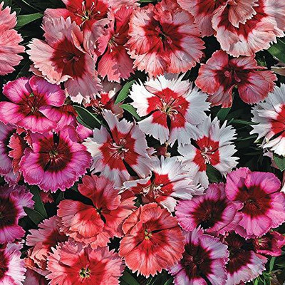 ACCELCROP Dianthus Lemon Fizz Flower Seed(125 per packet)