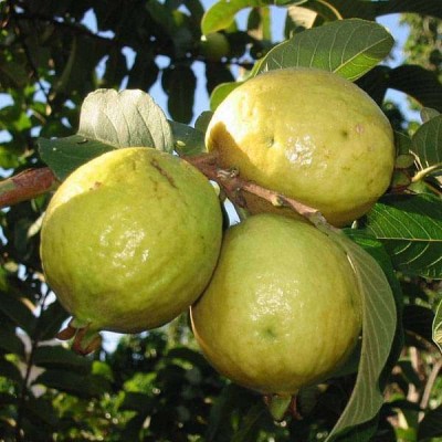 GOROOT Guava, Amrood, Amrud, Psidium, Guajava Seed(100 per packet)