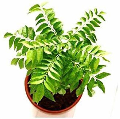 FURYHUB Curry Leaf Plant(Hybrid, Pack of 1)