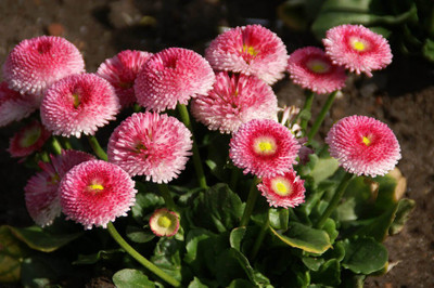 Green World Combo pack (Daisy Bellis monstrosa+Daisy-Bellis pomponette+Gomphrena Strawberry) with vermicompost free Seed(10 per packet) Green World Combo pack (Daisy Bellis monstrosa+Daisy-Bellis pomponette+Gomphrena Strawberry) with vermicompost free Seed(10 per packet)