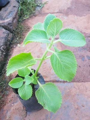 Ukanda Ajwain Plant(Hybrid, Pack of 1)