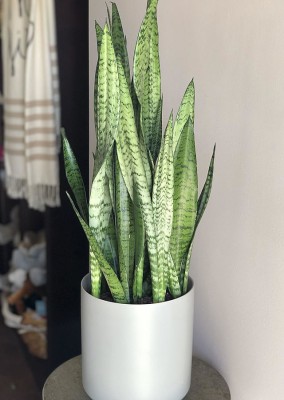 Oxygreenplant Snake Plant(Hybrid, Pack of 1)