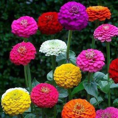 clause zinnia mix color flower seeds for home grdenig with cocopeat Seed(50 per packet)