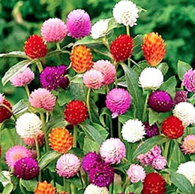 Aywal Gomphrena Mixed Seed(40 per packet)