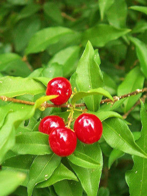 Angel Cherry Fruit Plant(Hybrid, Pack of 1)