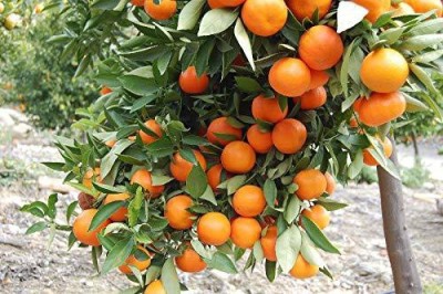 Oxygreenplant Orange Plant(Hybrid, Pack of 1)