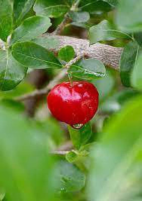 Angel Cherry Fruit Plant(Hybrid, Pack of 1)