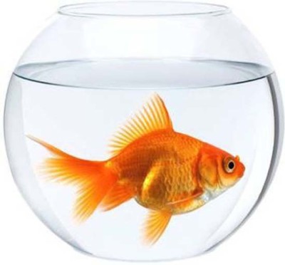 KAPDOLIYAS 5.4 L Fish Bowl