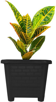 TrustBasket Plant Container Set(Pack of 3, Plastic)