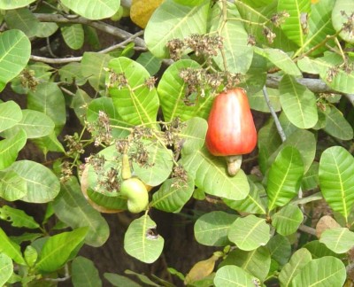 HERBALISM Cashew Apple Plant(Pack of 1)