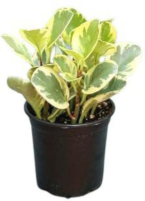 ashokavanam Peperomia Obtusifolia Variegata Plant(Pack of 1)