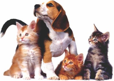 Varadvinayak 45 cm Dog and cats Self Adhesive Sticker(Pack of 1)