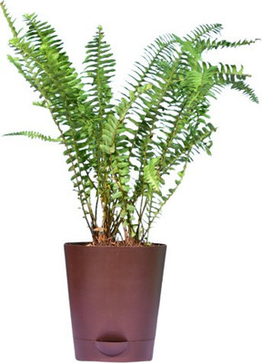 Leafy Lifestyle Fern Plant(Pack of 1)