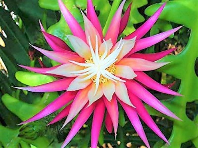 KOO Retails Epiphyllum Magic Carpet Plant(Pack of 1)