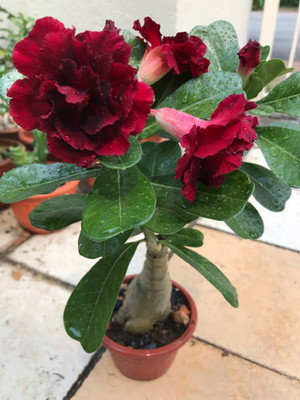 GreenyOn Adenium Plant(Hybrid, Pack of 1)