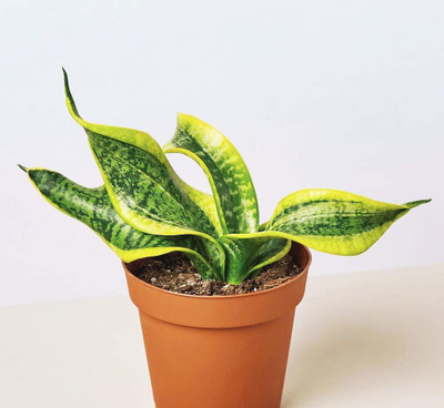 NATURE WISE YOU Snake Plant(Hybrid, Pack of 1)