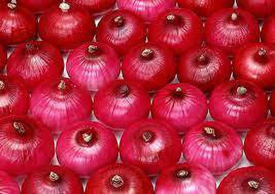 Green World Onion Improved Dark Red Seed(10 per packet)