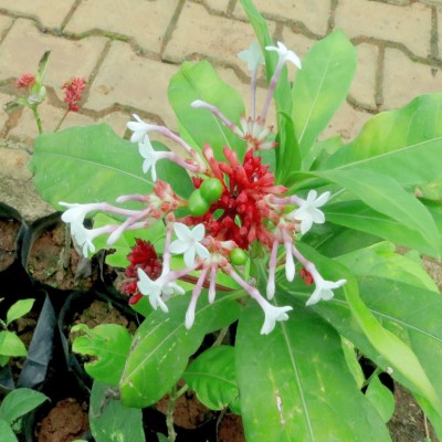 SHOP 360 GARDEN Sarpagandha, Rauvolfia Serpentina, Indian Snakeroot, Devil Pepper Wood Plant Seeds For Growing Seed(40 per packet)