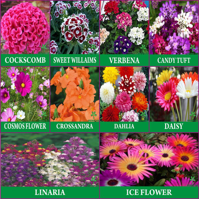 Greenery Hub 10 Varieties of Flower Combo Seed(10 per packet)